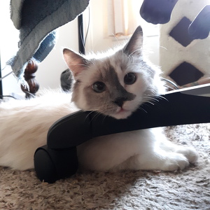 Fundraising Page: Pat Massard